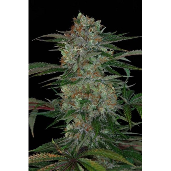 Qush Regular de Tga-Subcool