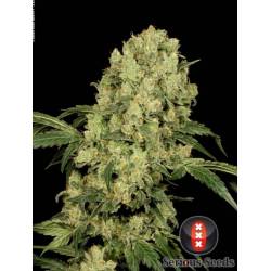 AK-47 Feminizada de Serious Seeds