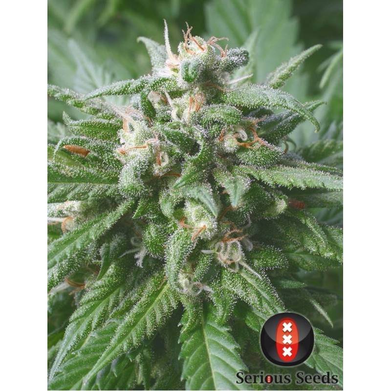 Biddy Early Feminizada de Serious Seeds