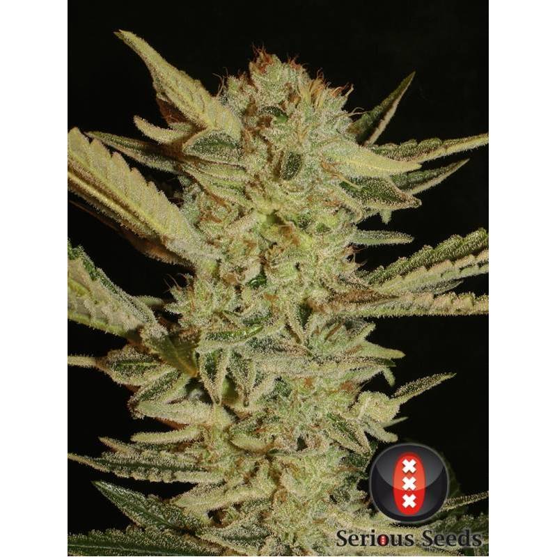 Bubble Gum Regular de Serious Seeds