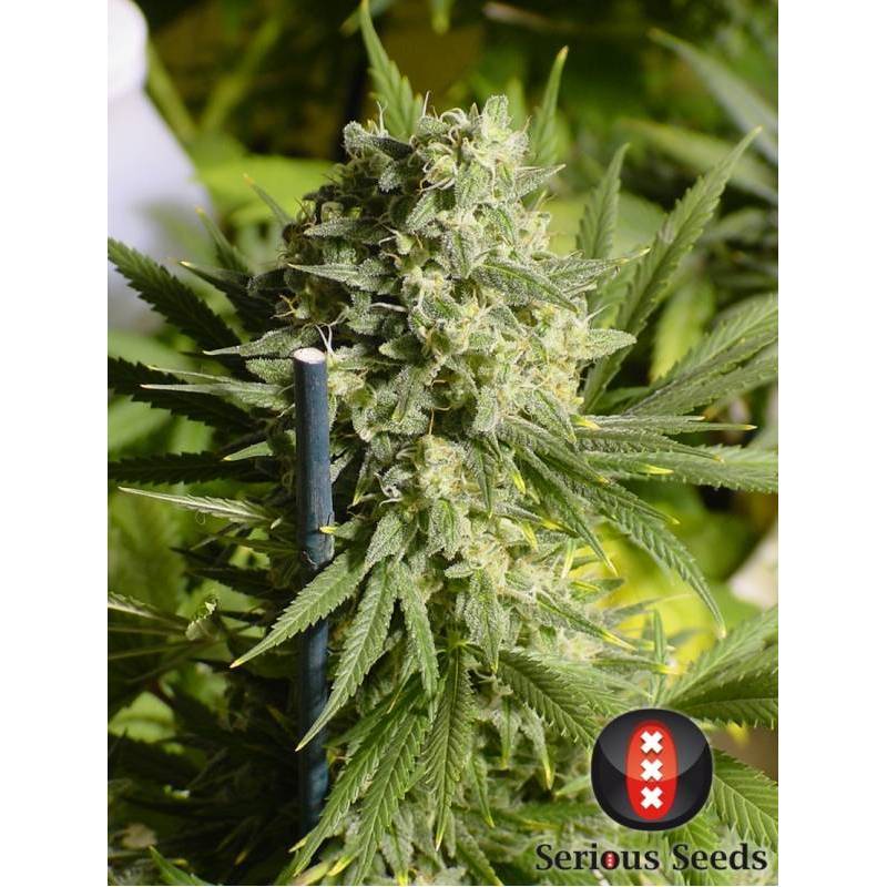 Double Dutch Feminizada de Serious Seeds