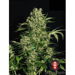 Chronic Regular de Serious Seeds