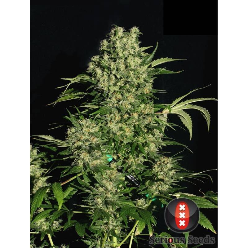 Chronic Regular de Serious Seeds