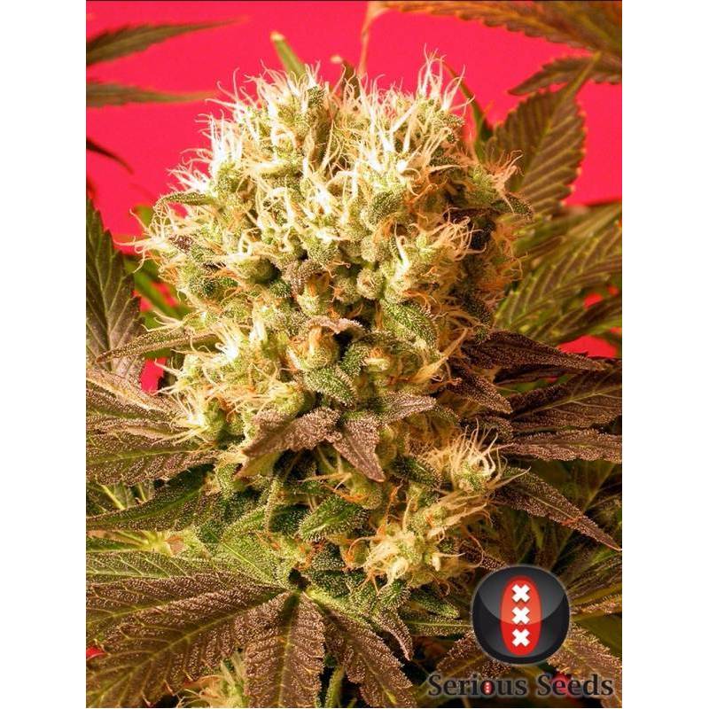 Motavation Feminizada de Serious Seeds