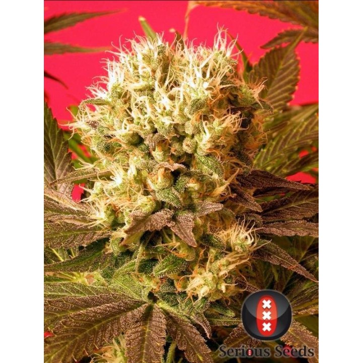 Motavation Feminizada de Serious Seeds