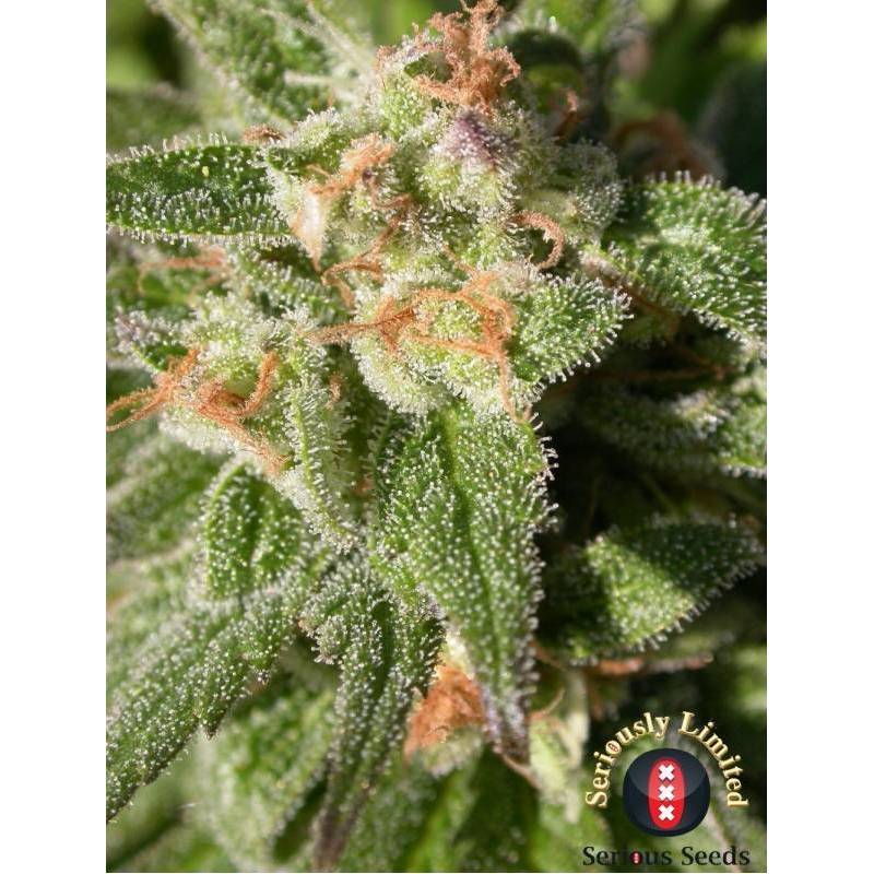 Warlock CBD Feminizada de Serious Seeds