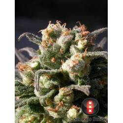 Warlock Feminizada de Serious Seeds