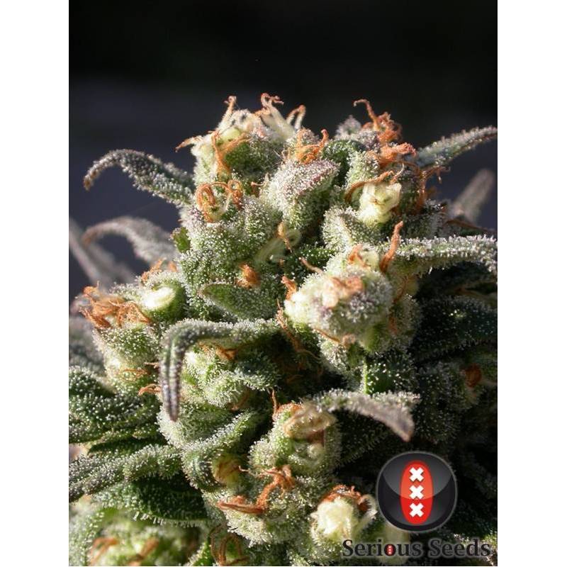 Warlock Feminizada de Serious Seeds