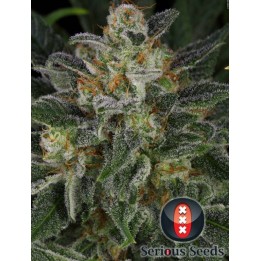 Serious Kush Feminizada de Serious Seeds