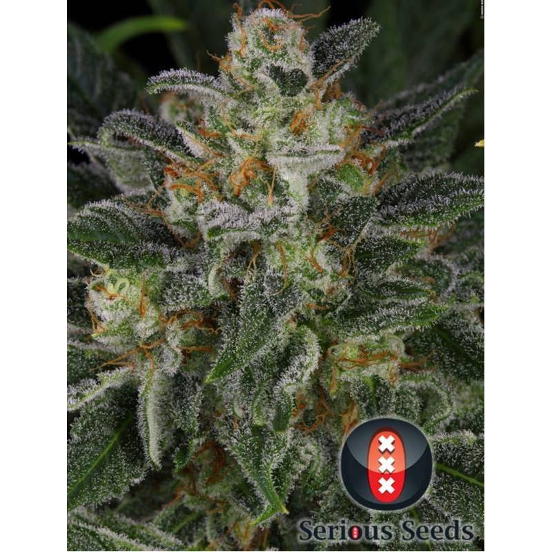 Serious Kush Feminizada de Serious Seeds