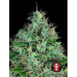 Serious Six Feminizada de Serious Seeds