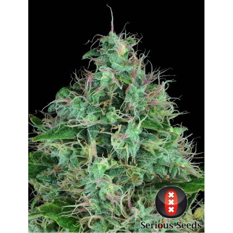 Serious Six Feminizada de Serious Seeds