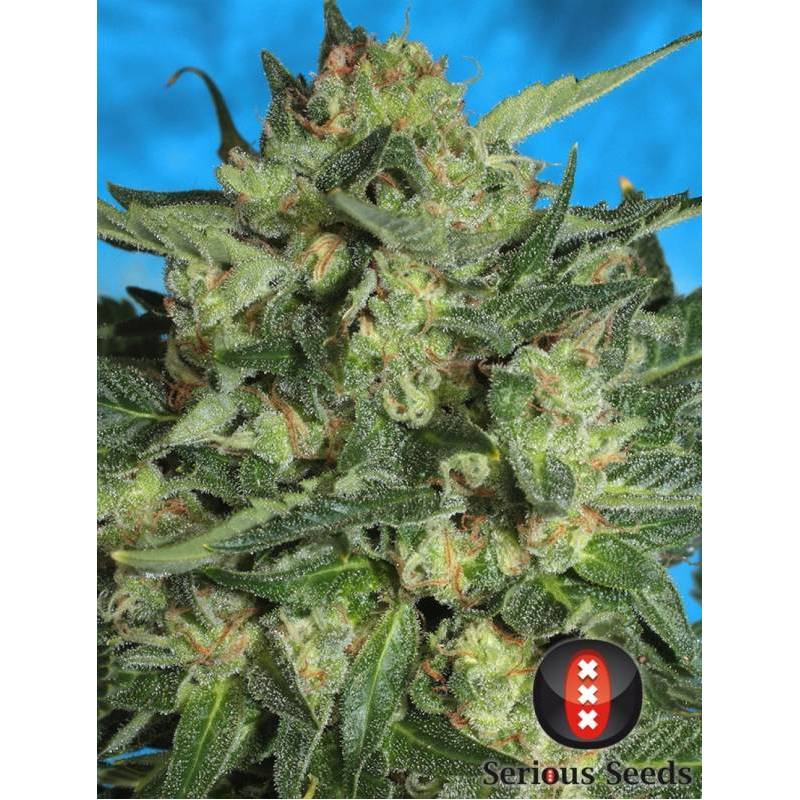 White Russian 1 Autofloreciente Feminizada de Serious Seeds