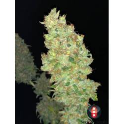 Strawberry AKeil Feminizada de Serious Seeds