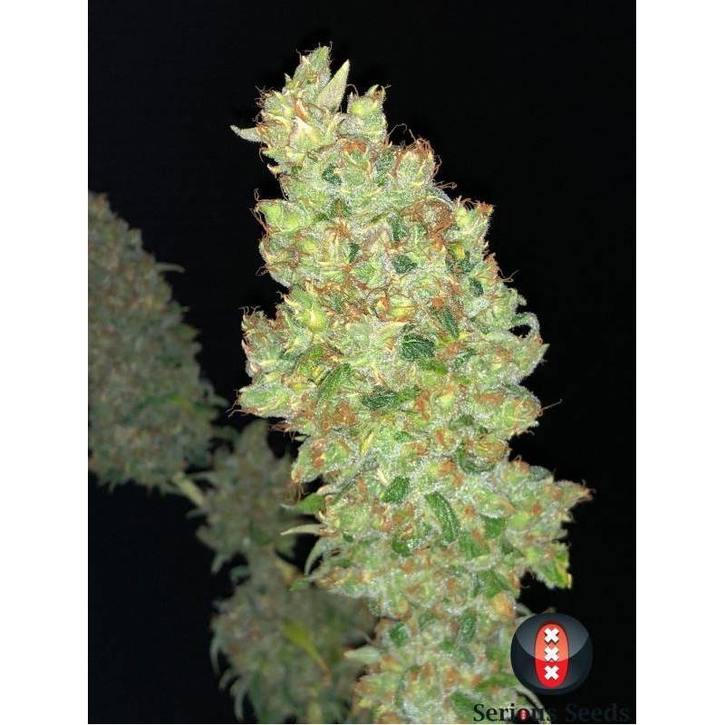 Strawberry AKeil Feminizada de Serious Seeds