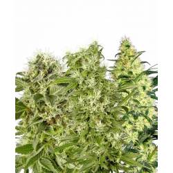 Female Mix Feminizada de Sensi White Label