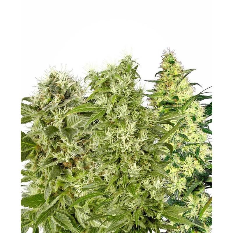 Female Mix Feminizada de Sensi White Label