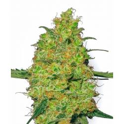 Master Kush Feminizada de Sensi White Label