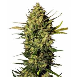 Master Kush Autofloreciente Feminizada de Sensi White Label