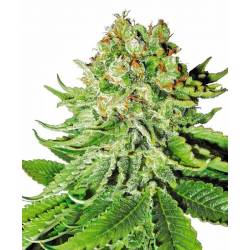 Northern Lights Autofloreciente Feminizada de Sensi White Label