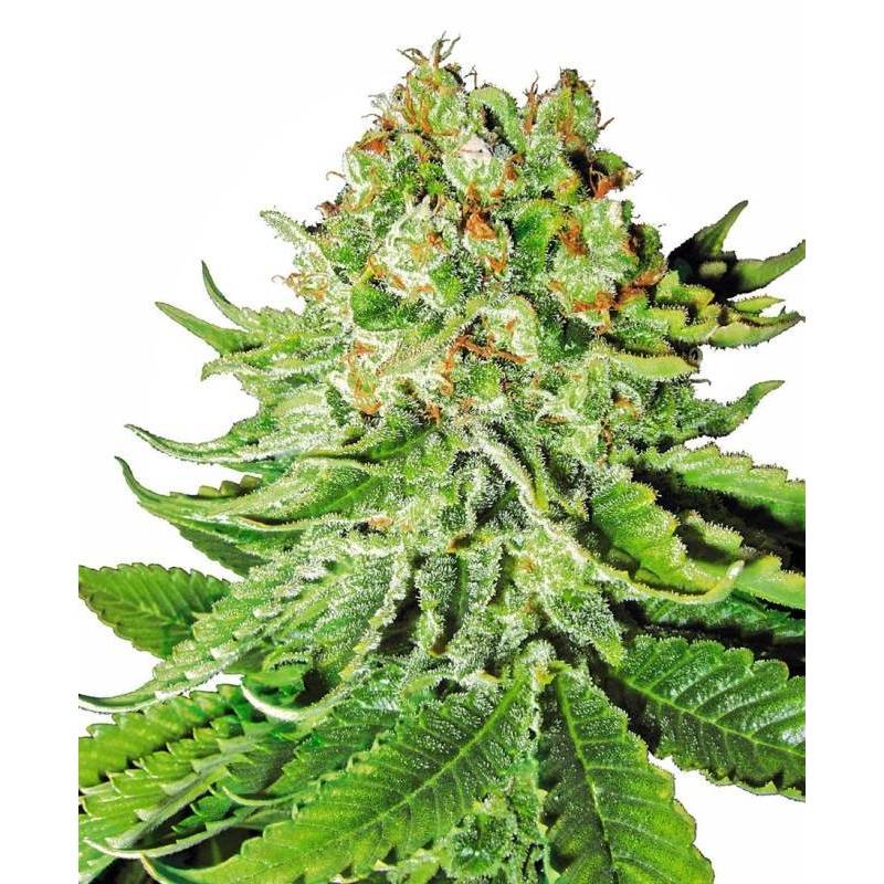 Northern Lights Autofloreciente Feminizada de Sensi White Label