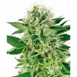 Northern Lights Feminizada de Sensi White Label