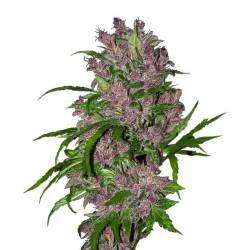 Purple Bud Autofloreciente...