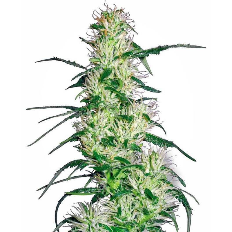 Purple Haze Feminizada de Sensi White Label