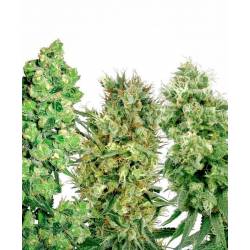 Sativa Mix Feminizada de Sensi White Label