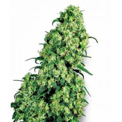 Skunk N1 Feminizada de Sensi White Label