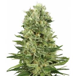 Skunk N1 Autofloreciente Feminizada de Sensi White Label