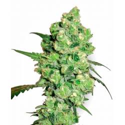 Super Skunk Feminizada de Sensi White Label