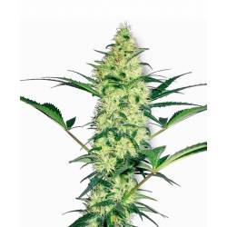 White Diesel Feminizada de Sensi White Label