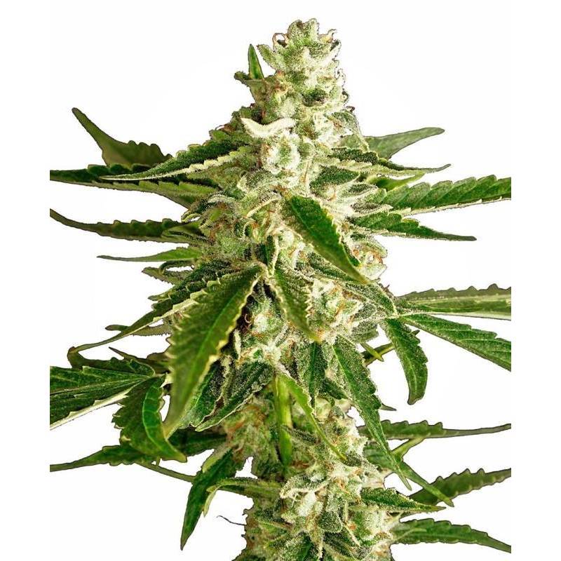 White Diesel Haze Autofloreciente Feminizada de Sensi White