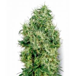 White Gold Feminizada de Sensi White Label