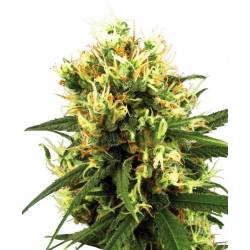 White Haze Autofloreciente Feminizada de Sensi White Label