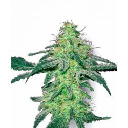 White Skunk Feminizada de Sensi White Label