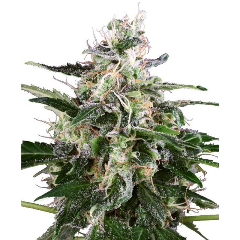 White Skunk Automatic Feminizada de Sensi White Label