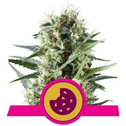 Royal Cookies Feminizada de Royal Queen