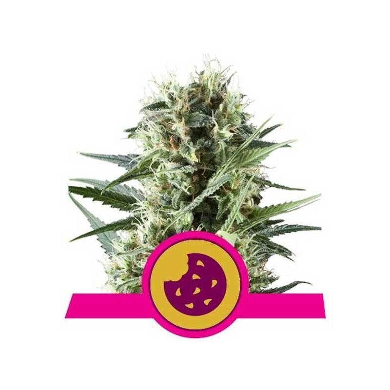 Royal Cookies Feminizada de Royal Queen