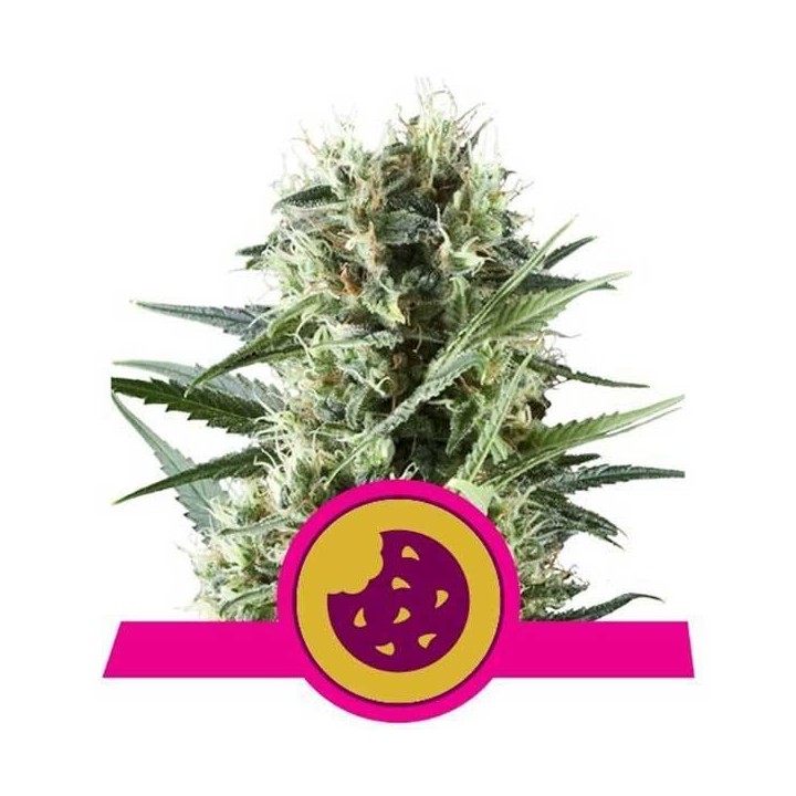 Royal Cookies Feminizada de Royal Queen