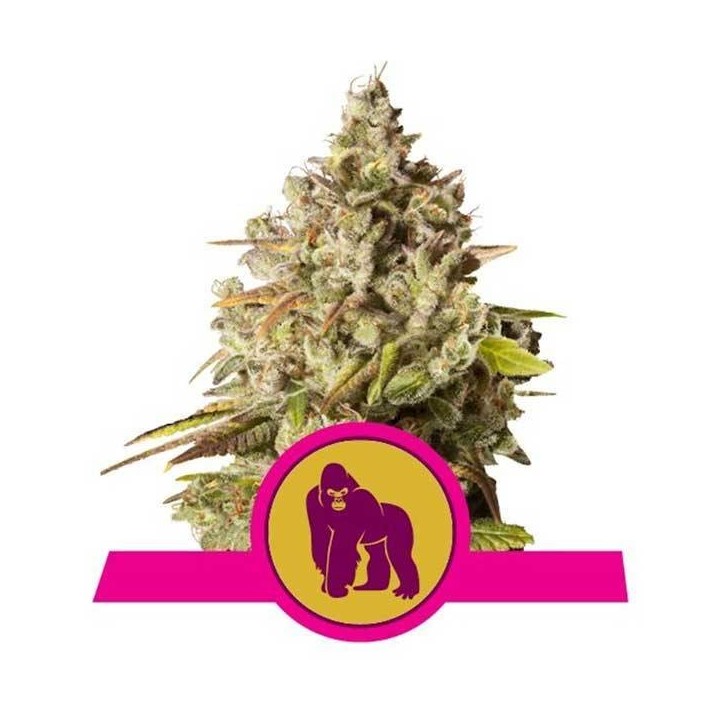 Royal Gorilla Feminizada de Royal Queen