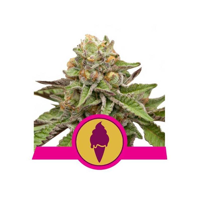 GREEN GELATO FEMINIZADA de Royal Queen