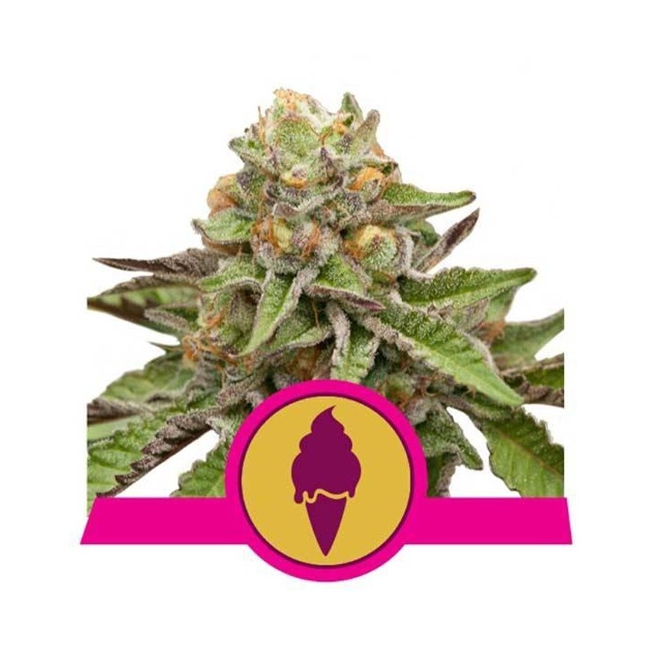 GREEN GELATO FEMINIZADA de Royal Queen