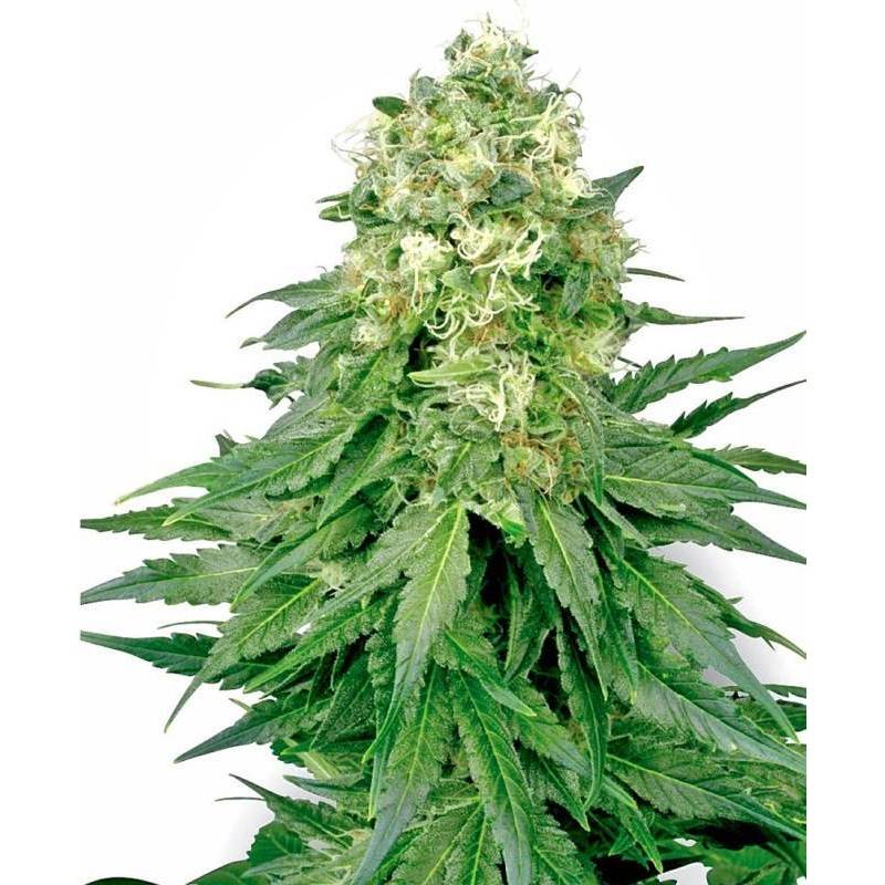 White Widow Feminizada de Sensi White Label