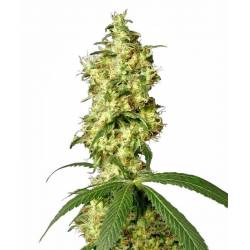 White Widow Autofloreciente...