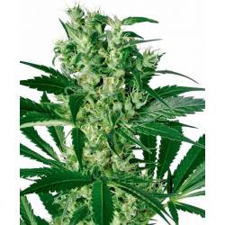 X-Haze Feminizada de Sensi White Label