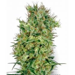 California Orange Bud Regular de Sensi White Label