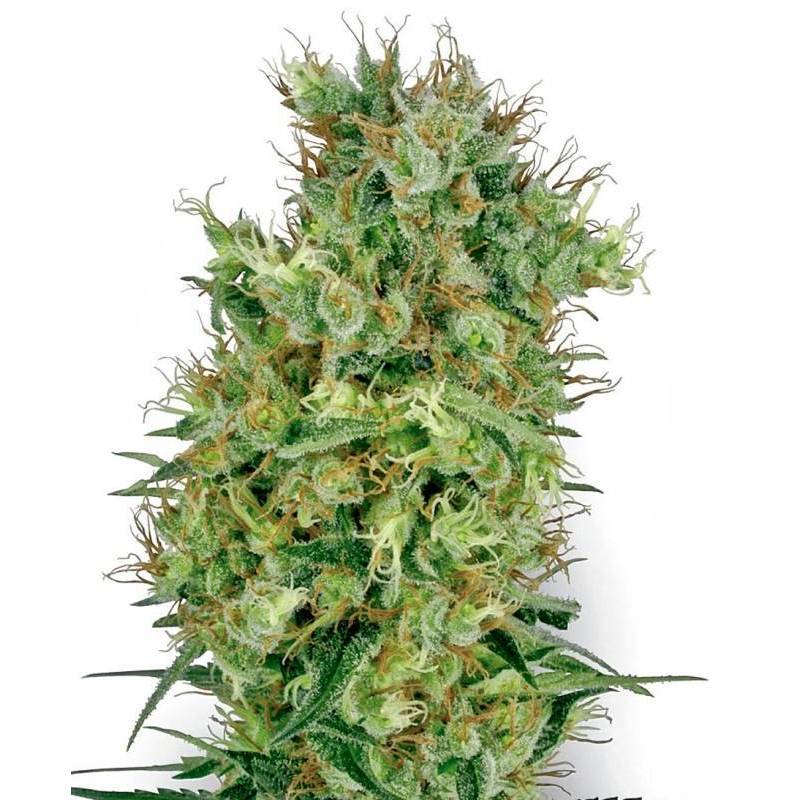California Orange Bud Regular California Orange Bud Regular