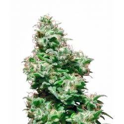 Kali Haze Regular de Sensi White Label